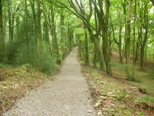 A nice path through a forest on the cotswold Way