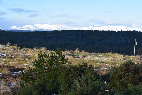 A view of the snow covered mountains from the forest track