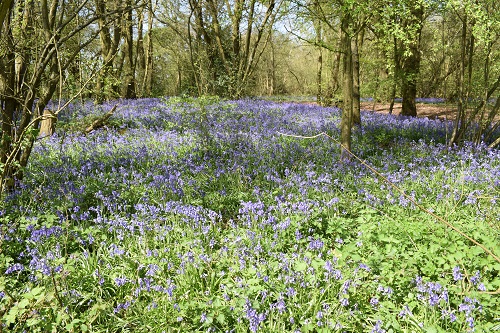 The Bluebells in the woods in April were colourful and everywhere