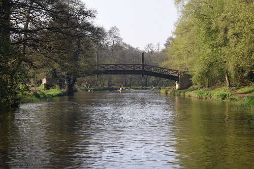 Rowers and ducks on the River Wey leaving Guildford