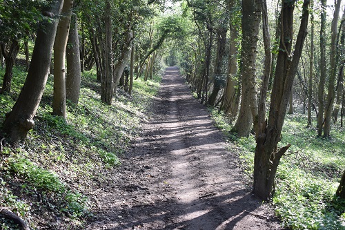 Much of the North Downs Way is along pretty woodland paths