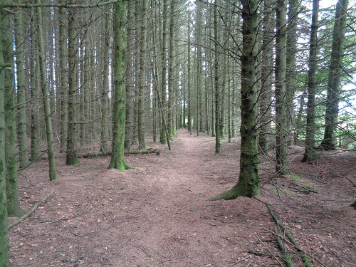 Walking down through part of the Leighton Park woodland