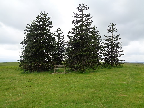 The clump of monkey trees on the Hergest Ridge