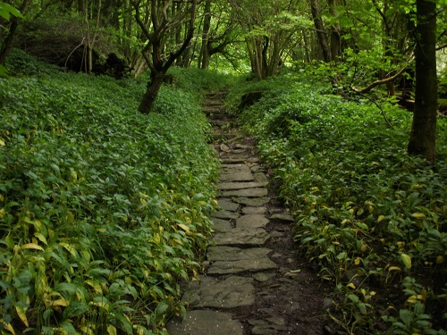 The Nun's Steps go through Steps Wood to the village of Marrick