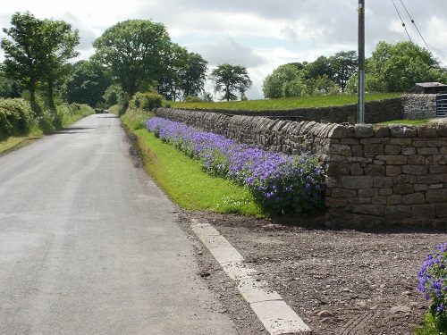 Lovely flowers on a road section just before Banks