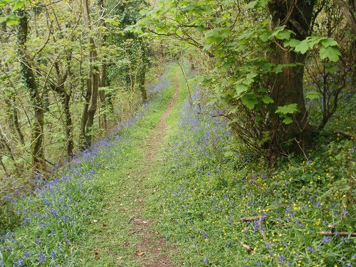 A Bluebell lined path heading towards Pembroke