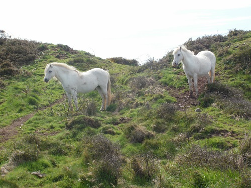 Some of the wild Ponies that can be seen on the Pembrokeshire Coast Path