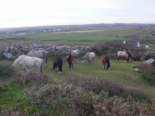 Breakfast time for the Ponies