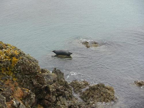 A seal just having a little rest on a rock near Aberfelin