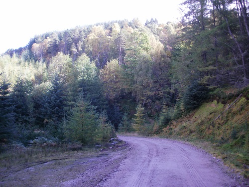 Part of the steep forest track section just after Craigellachie
