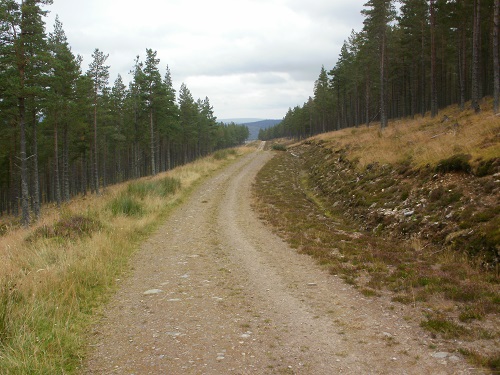 Part of the forest track heading down towards Ballindalloch