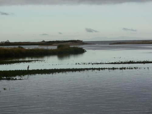 A lone Heron at the estuary of the River Spey near Spey Bay