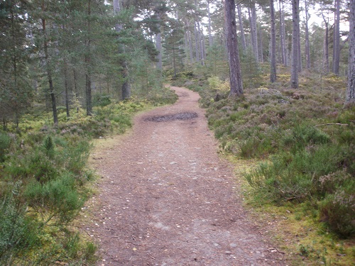 The woodland path between Grantown On Spey and Cromdale