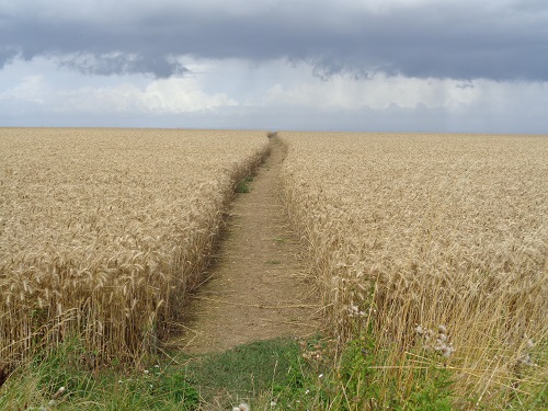 A path through the field towards rain clouds