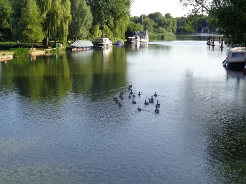 Birds on the River Thames enjoying a hot morning's swim