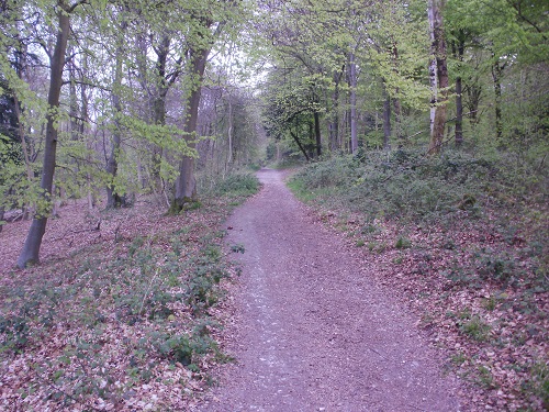A forest path in the Queen Elizabeth Country Park