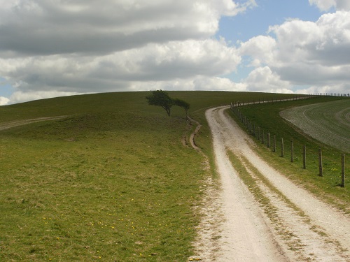 Miles and miles of good walking along the South Downs Way