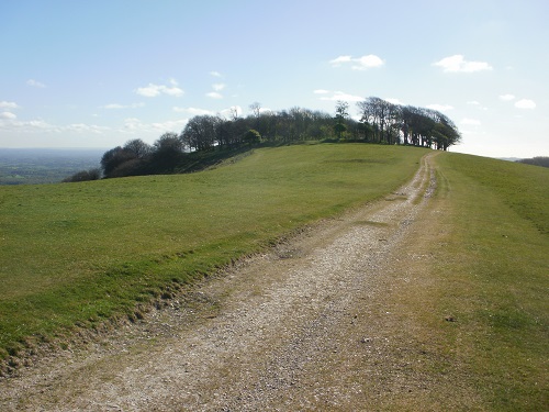 Chanctonbury Ring, site of a prehistoric hill fort