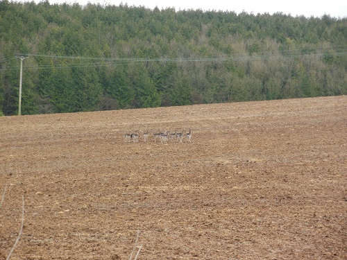 A Herd of Deer beside the South Downs Way