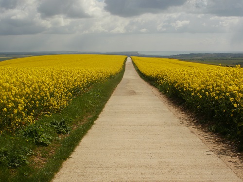 A lovely farm road through Rapeseed on the South Downs Way towards the coast