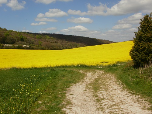 A field of Rapeseed near East Meon village