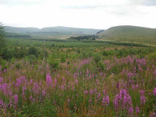 Lovely summer colours just off the track to Daer Reservoir