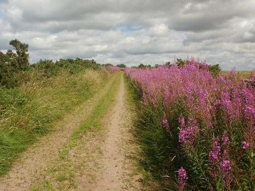 Lovely summer colours beside the Roman Road