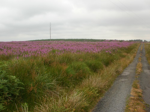 Summer colours beside the track near Loch Derry