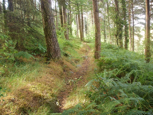 The woodland path from Bargrennan beside the River Cree