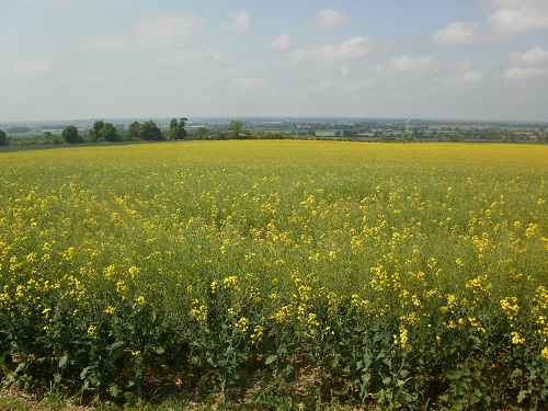 Panoramic colourful views on the Yorkshire Wolds Way